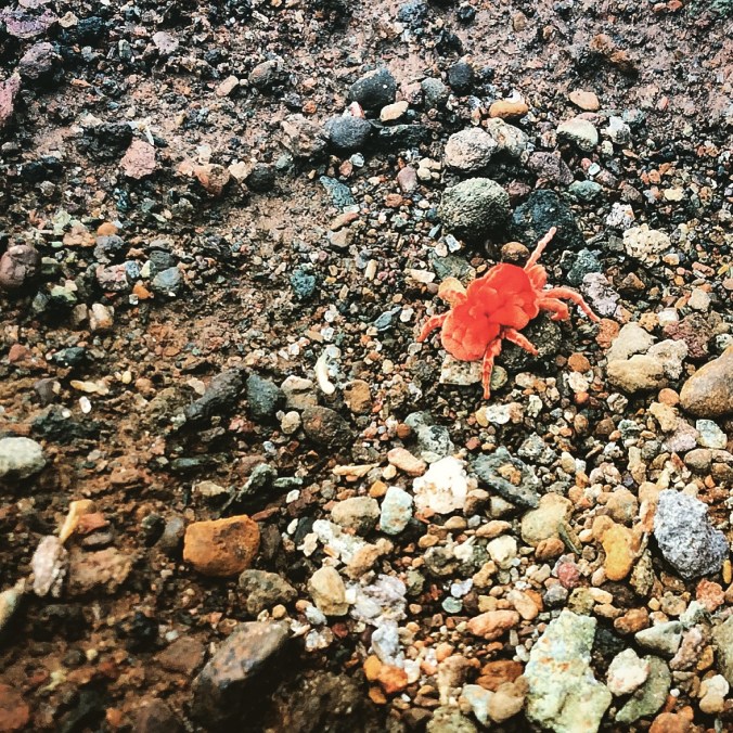 Chilling with the Locals