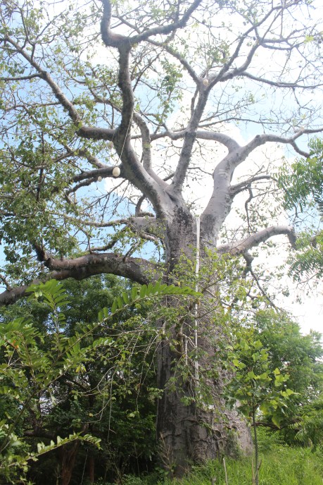 Baobab